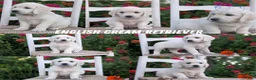 Golden Retriever dogs for sale: Bailey - Ad 12