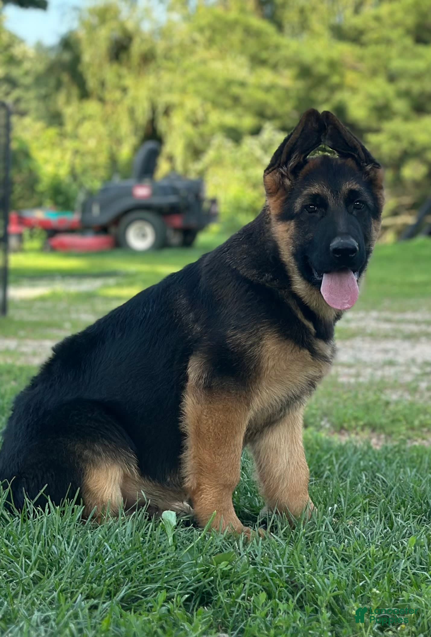 German Shepherd Airedale Terrier Mix German Shepherd What Is The