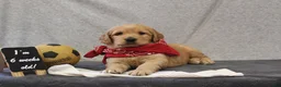 Goldendoodle dogs for sale: Trina - Ad 6