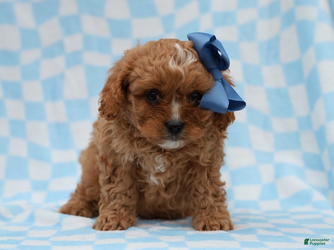 Cavapoo dogs for sale: Perry Cavapoo Puppy - Ad 3