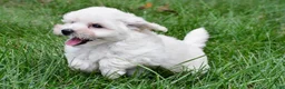 Maltipoo dogs for sale: Milo - Ad 2