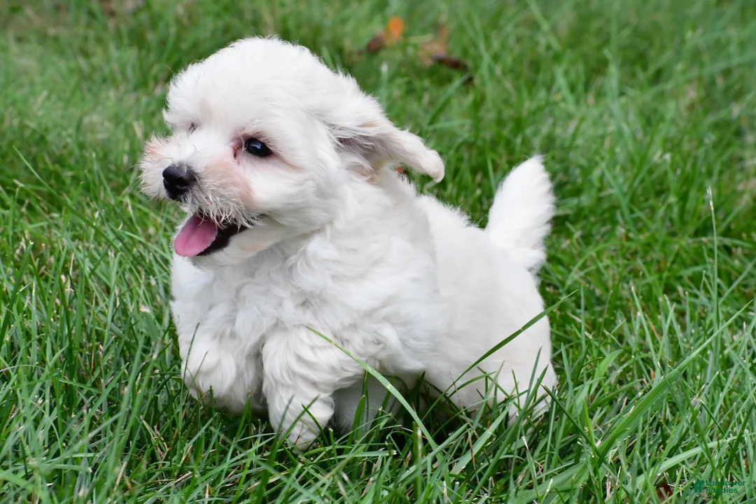 Maltipoo dogs for sale: Milo - Ad 2
