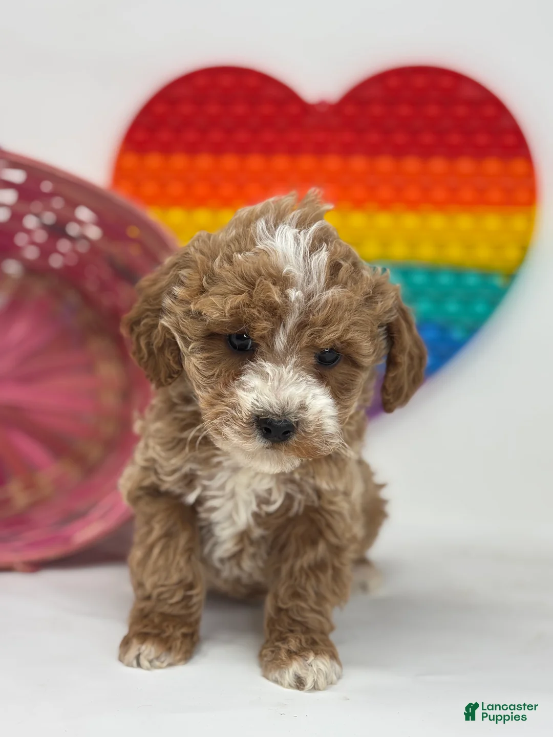 Mini Goldendoodle dogs for sale: Delilah - Ad 4