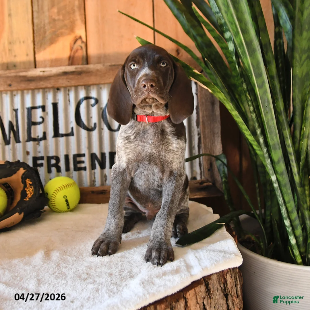 German Shorthaired Pointer dogs for sale: Bobby - Ad 1