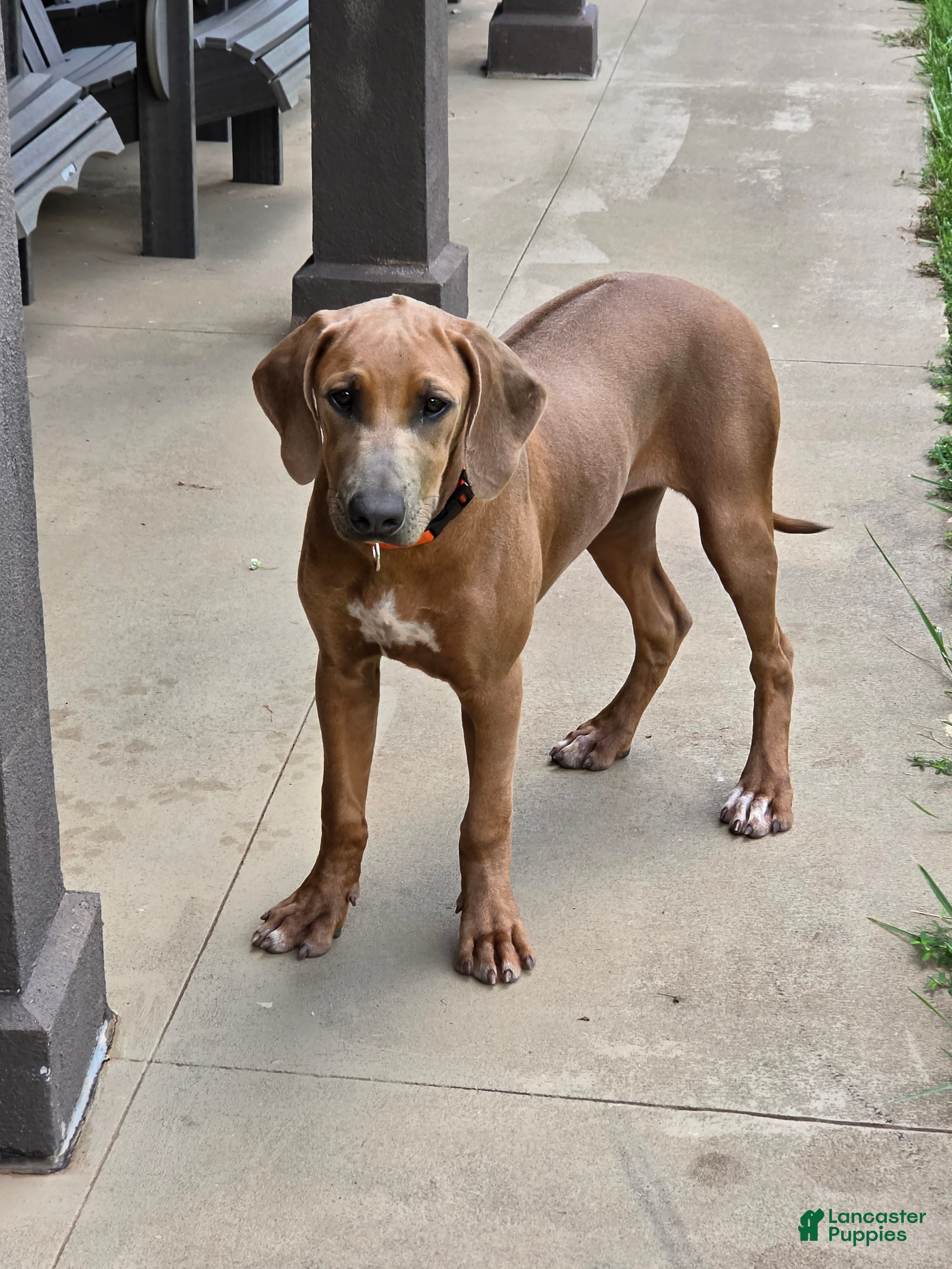 Rhodesian Ridgeback dogs  1 - Ad 10