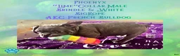 French Bulldog dogs for sale: Phoenyx “Lime Green Collar” Male  - Ad 6