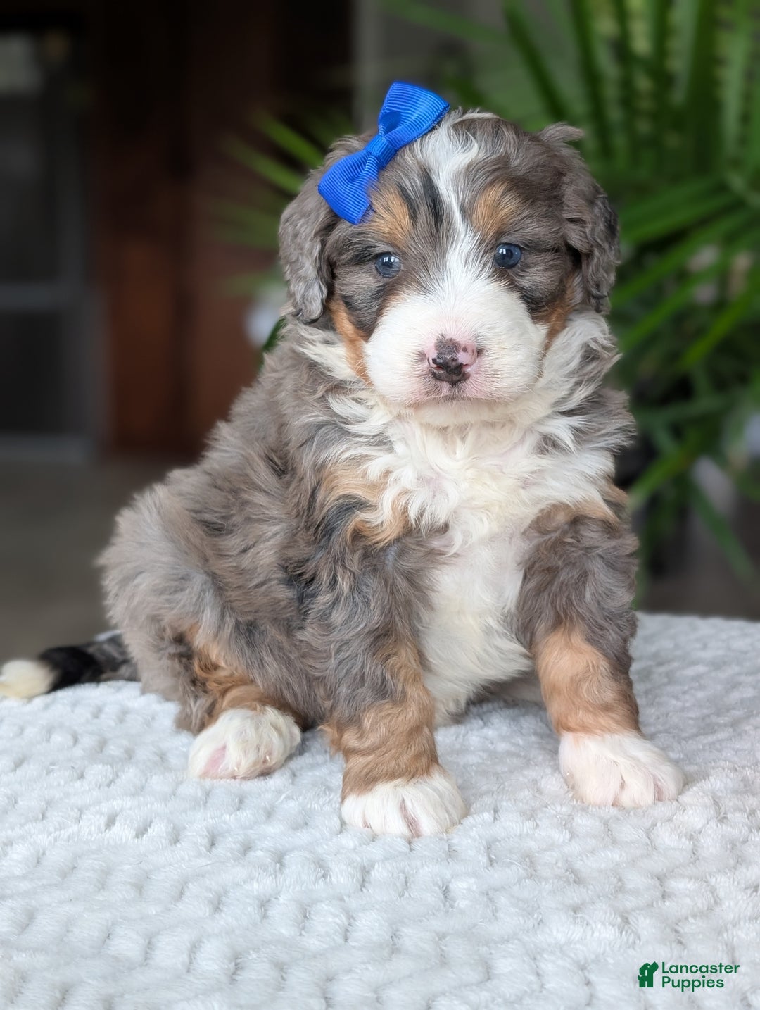 Mini Bernedoodle dogs for sale: Mini Riley  - Ad 13