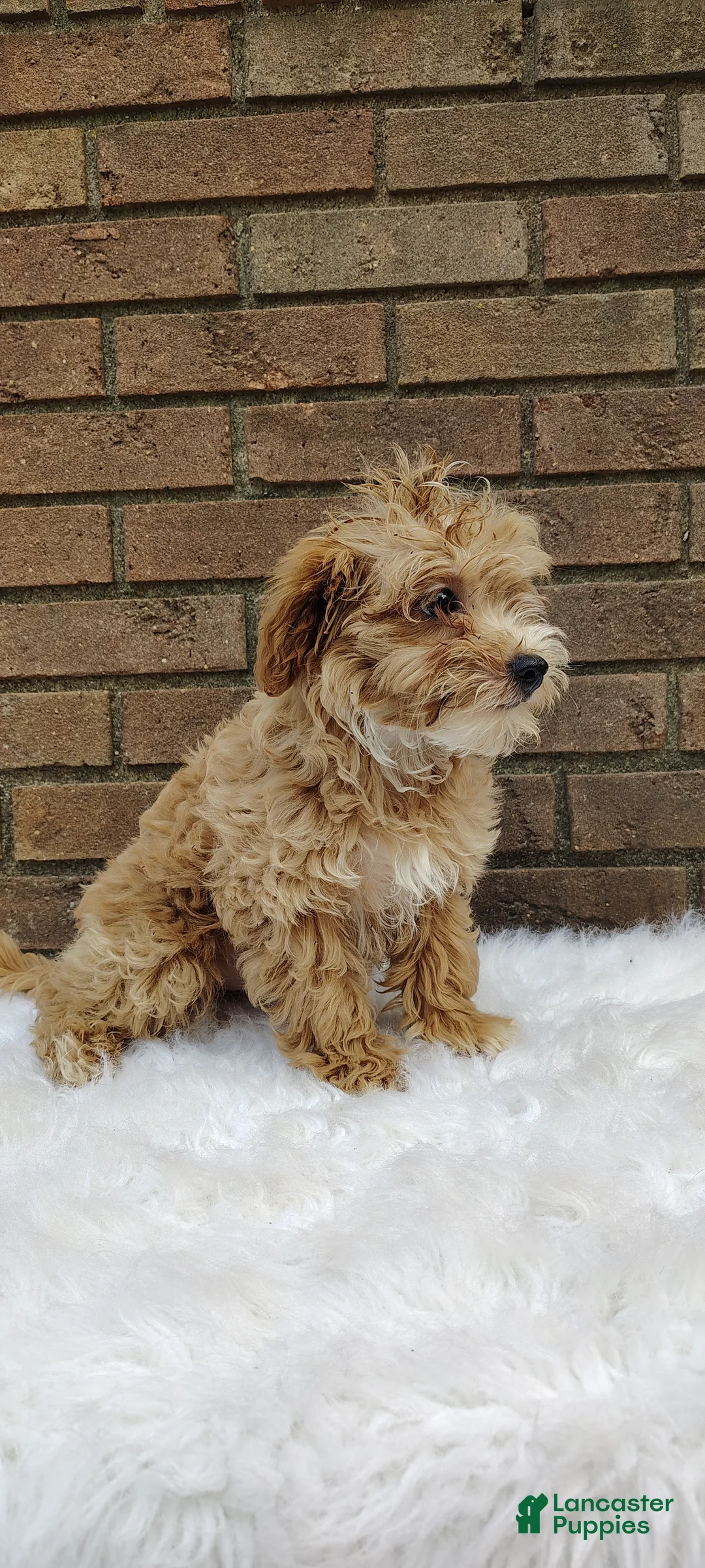 Maltipoo dogs for sale: Waffle - Ad 1
