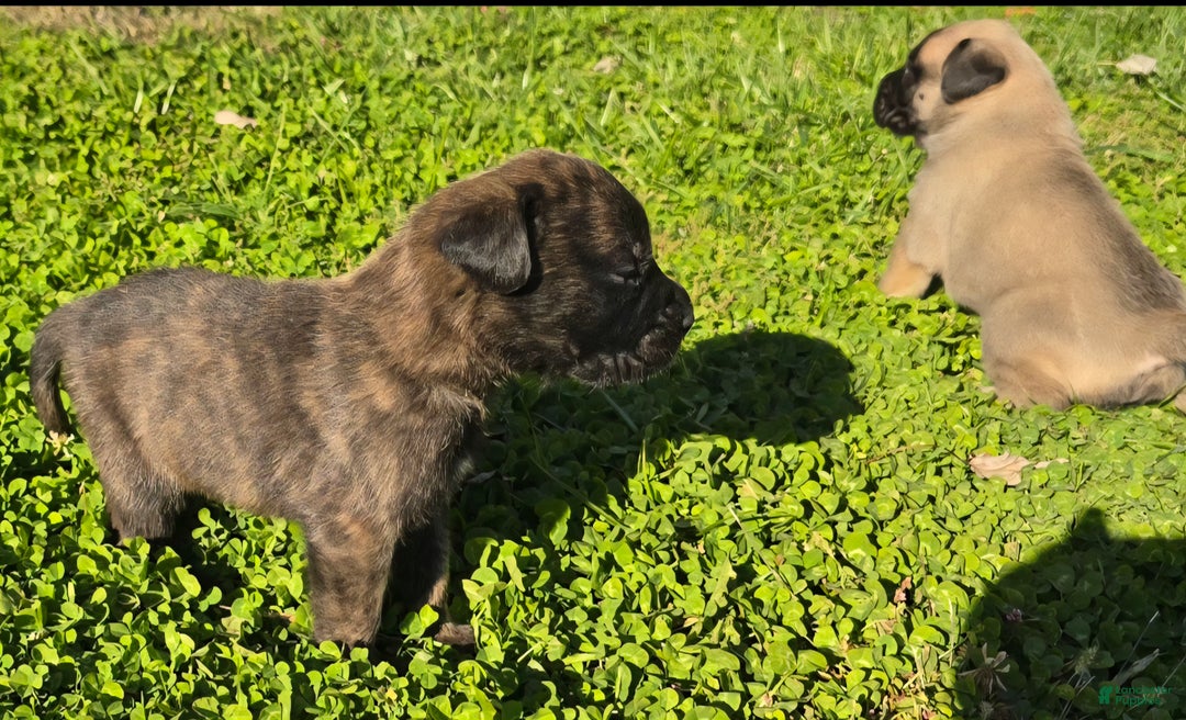 English Mastiff Puppy for sale in Mount Orab Lancaster Puppies