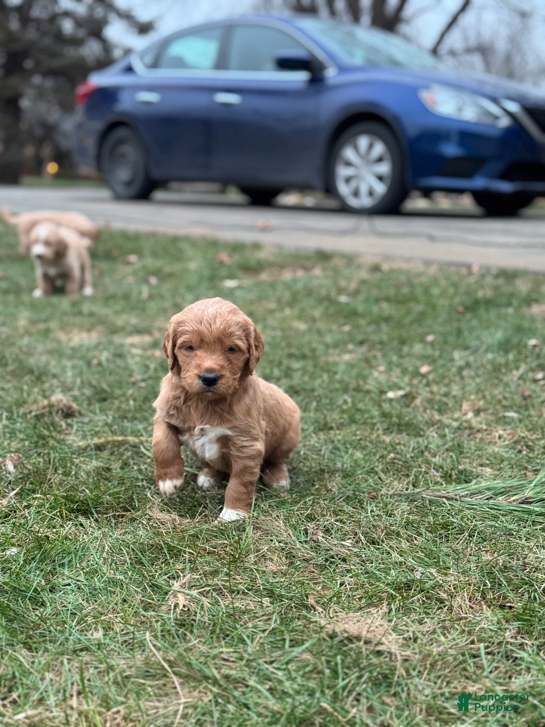 Mixed Breed dogs for sale: Aspen - Ad 1