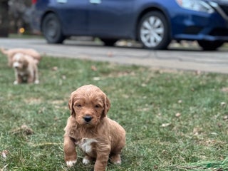 Mixed Breed dogs Aspen - Ad 17