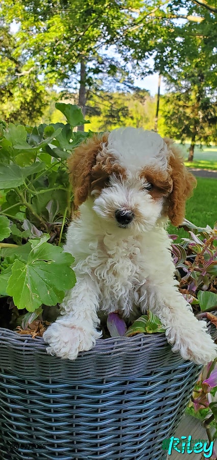 Toy Poodle dogs for sale: Riley - Ad 1