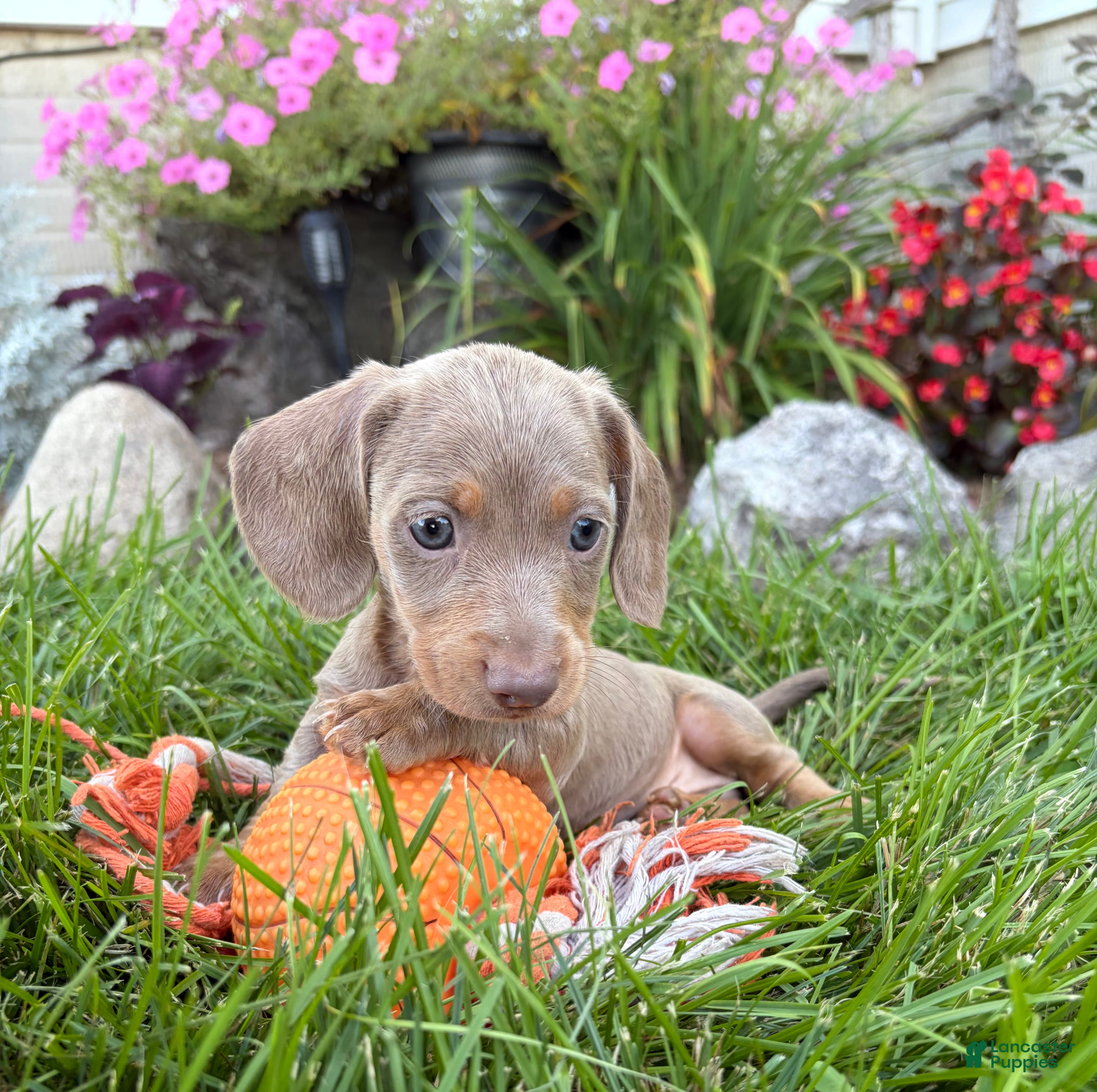 Miniature Dachshund dogs Boone - Ad 1