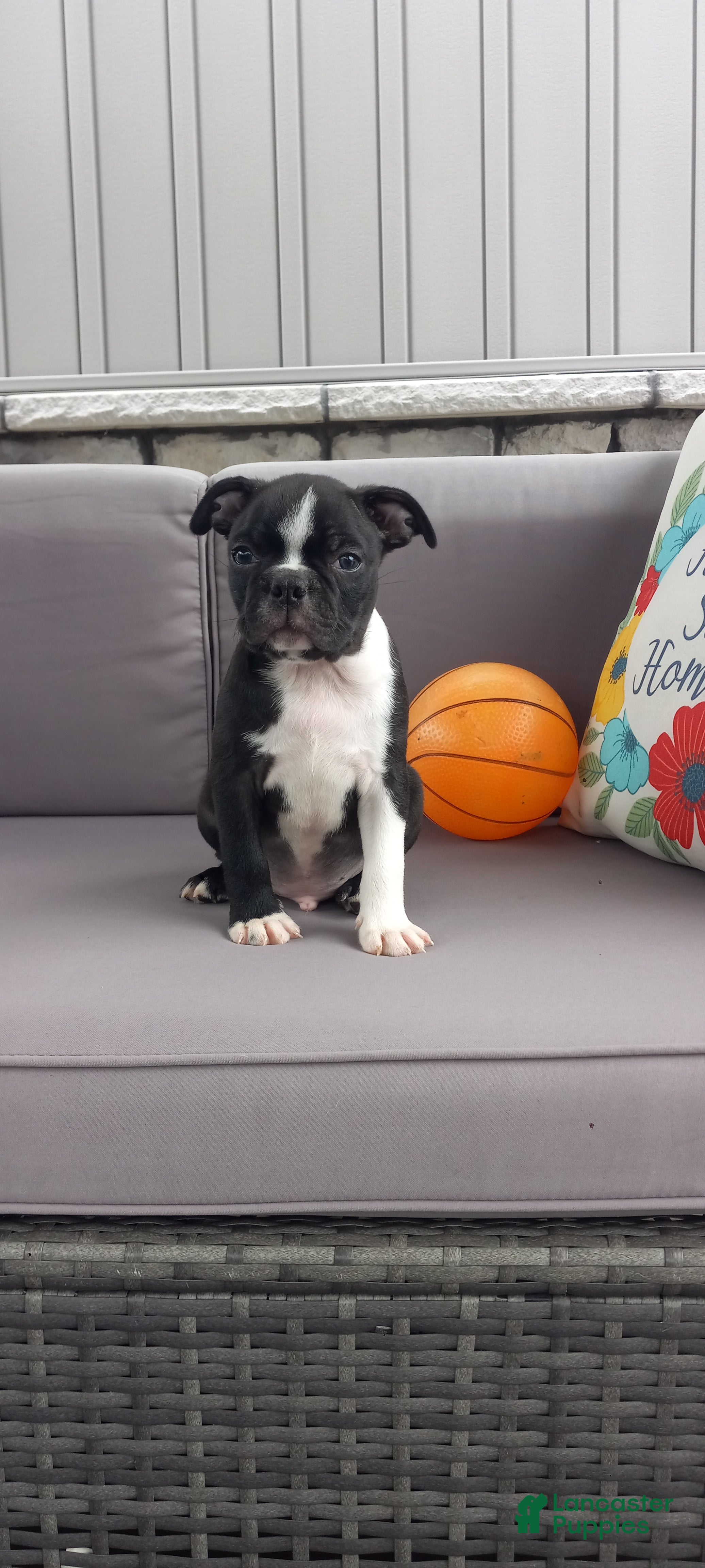 Boston Terrier dogs for sale: Asher - Ad 3