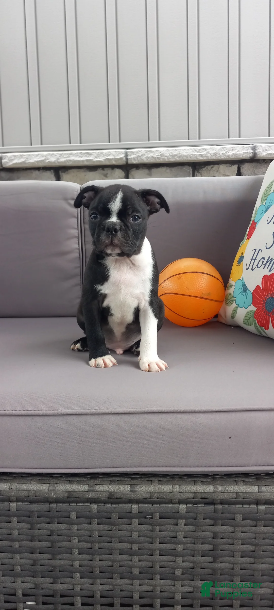 Boston Terrier dogs for sale: Asher - Ad 1