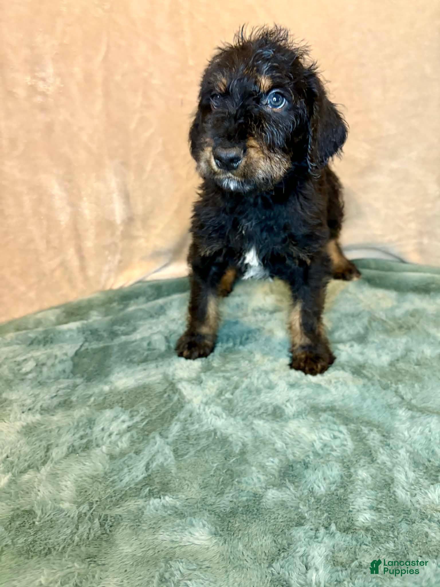 Mixed Breed dogs Gunner - Ad 2