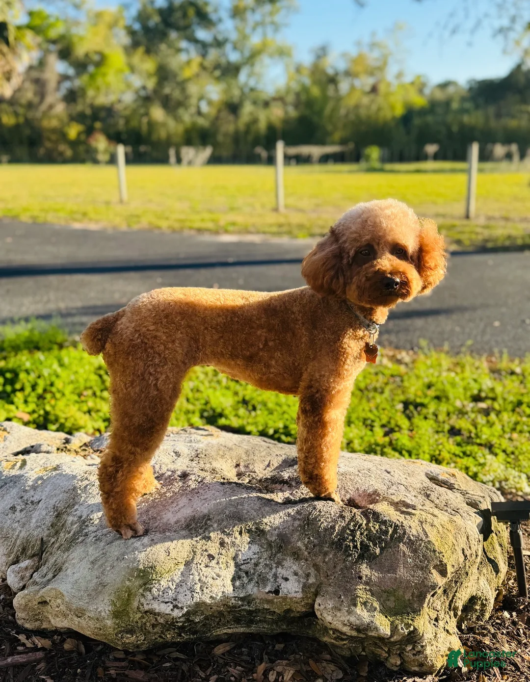 Miniature Poodle dogs for sale: Miniature Poodle Puppy 4 - Ad 2