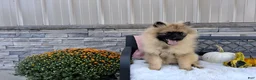 Keeshond dogs for sale: Dianne - Ad 3