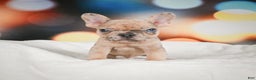 French Bulldog dogs for sale: Zeus - Ad 5