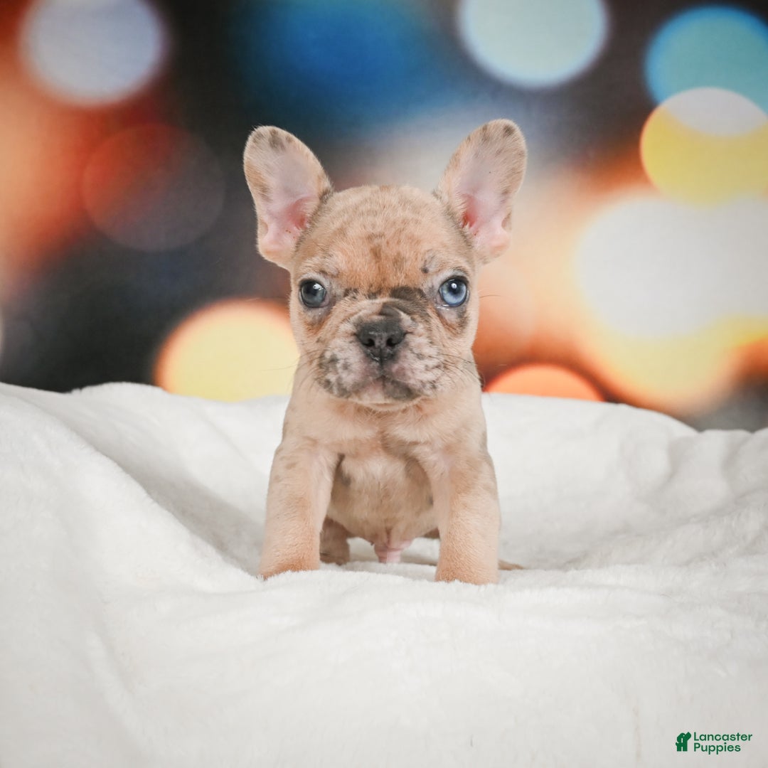 French Bulldog dogs for sale: Zeus - Ad 5
