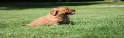 Golden Retriever dogs for sale: Georgie - Ad 5