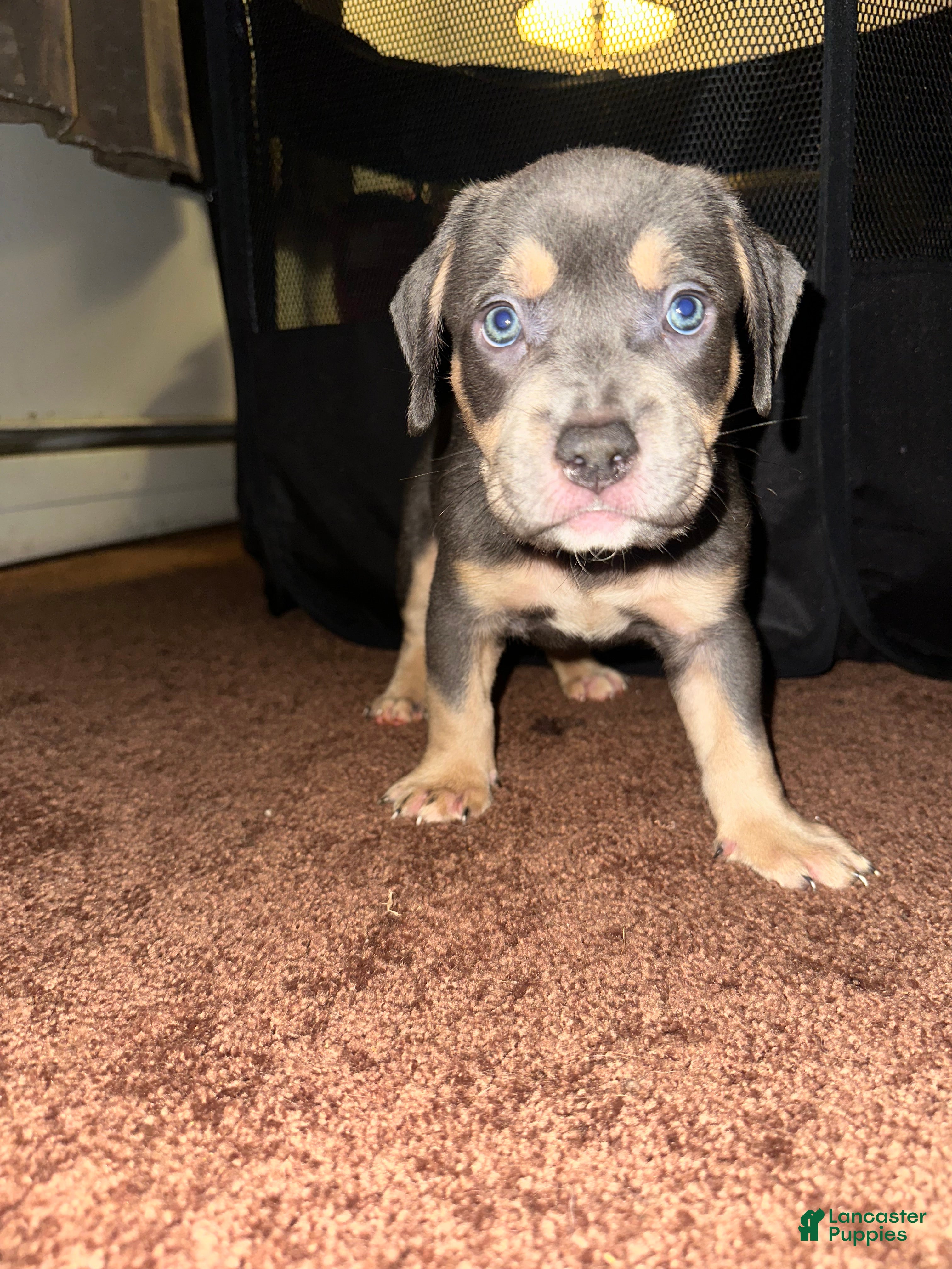 American Bully dogs American Bully Puppy 1 - Ad 8