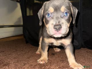 American Bully dogs American Bully Puppy 1 - Ad 39