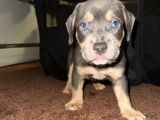 American Bully dogs American Bully Puppy 1 - Ad 4