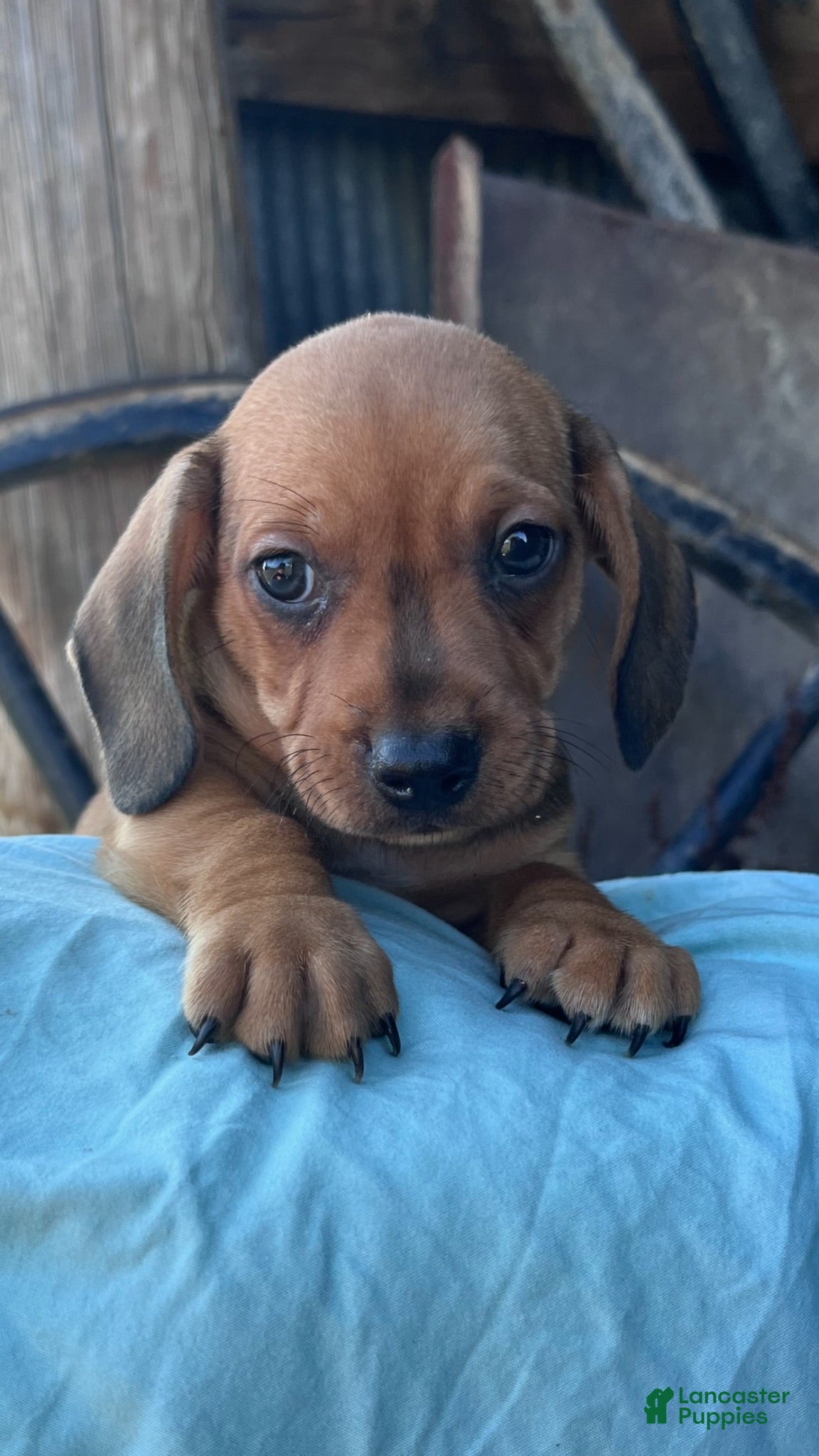 Miniature Dachshund dogs Slinky - Ad 3