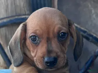 Miniature Dachshund dogs Slinky - Ad 3