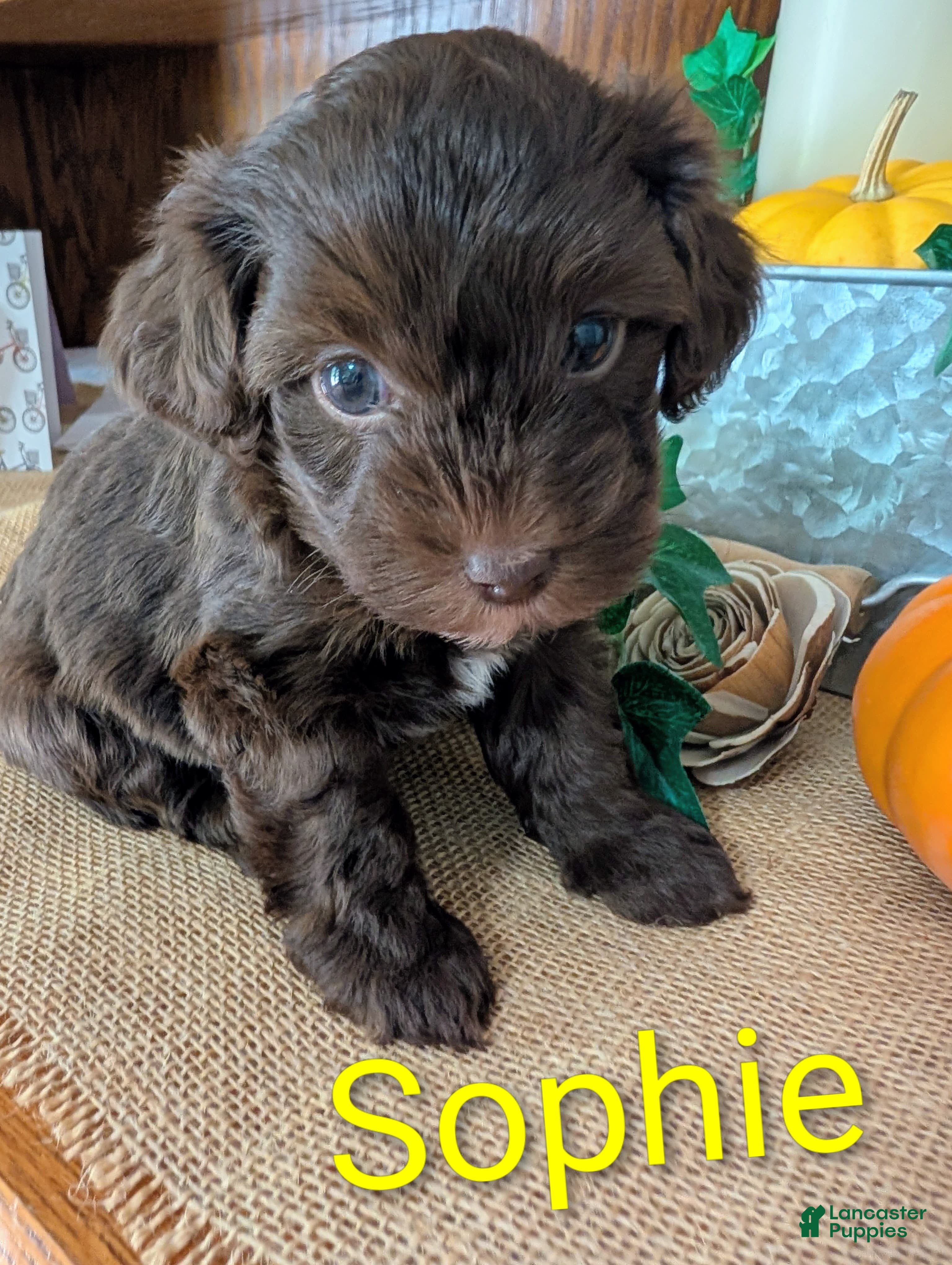 Yorkiepoo dogs Sophie - Ad 11