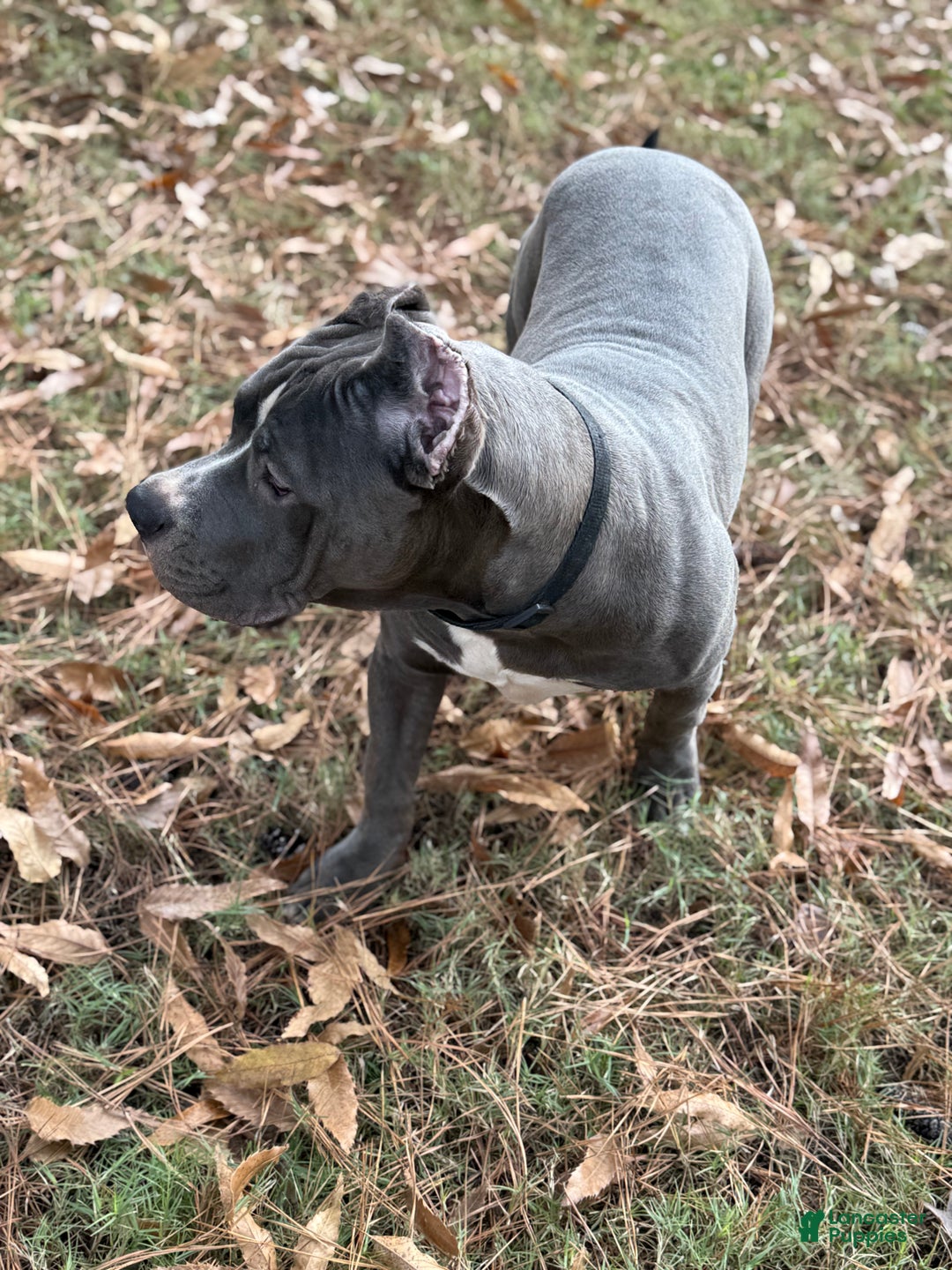 American Bully dogs for sale: Ivy - Ad 7