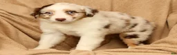 Miniature Australian Shepherd dogs for sale: Molly - Ad 7