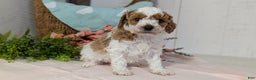 Miniature Poodle dogs for sale: Ziggy - Ad 4