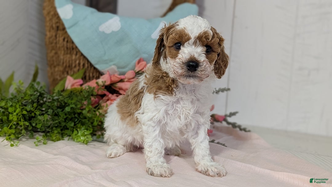 Miniature Poodle dogs for sale: Ziggy - Ad 4