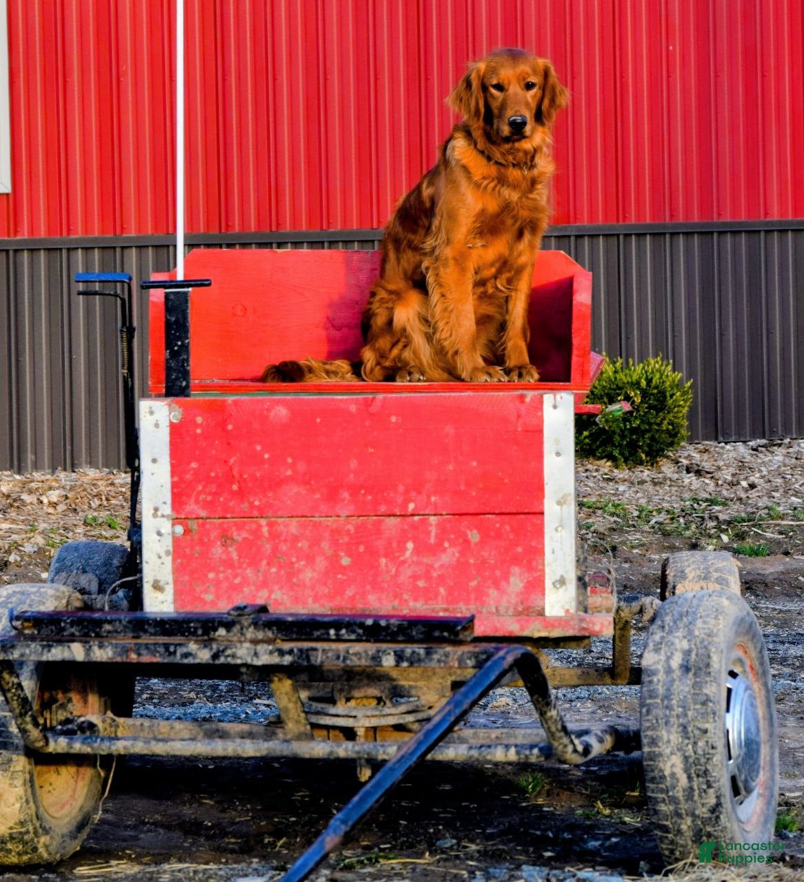 Golden Retriever dogs Murphy  - Ad 2