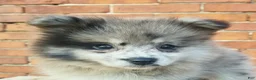 Pomeranian dogs for sale: Max - Ad 3