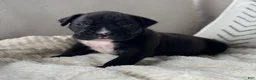 Boxer dogs for sale: Charlie  - Ad 4