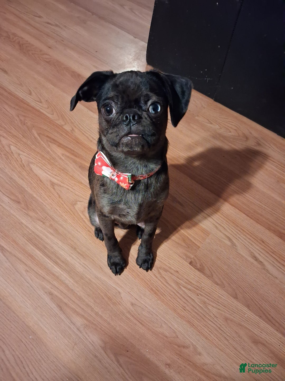 Mixed Breed dogs for sale: Freckles - Ad 2