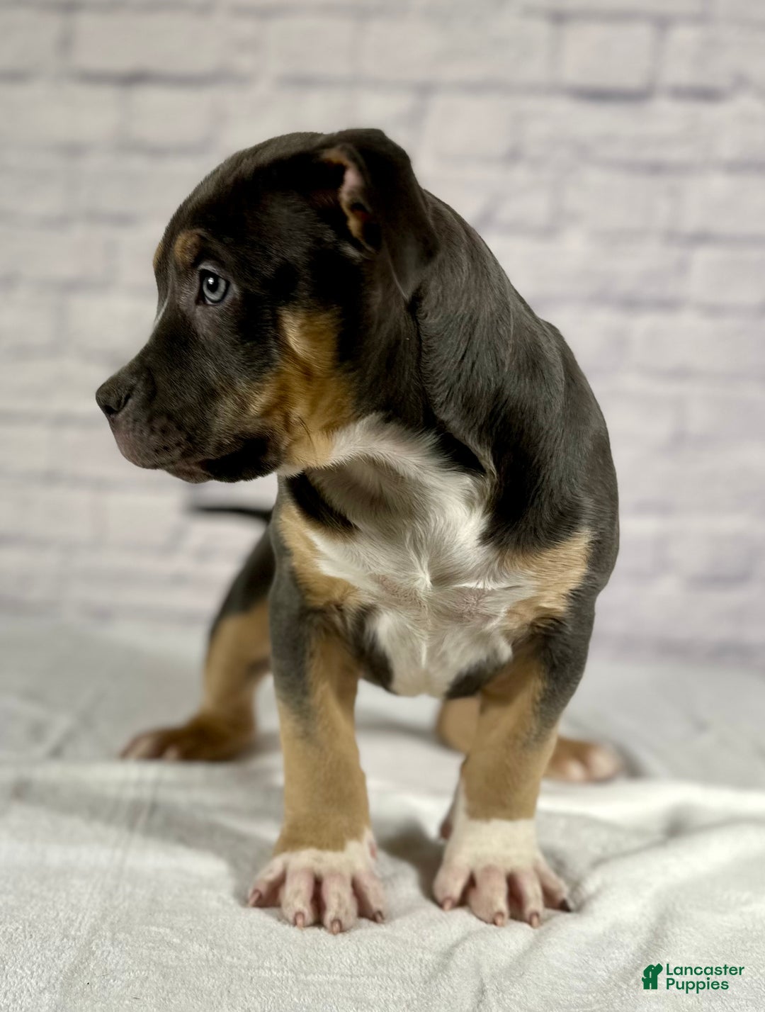 American Bully dogs for sale: Maggie - Ad 8