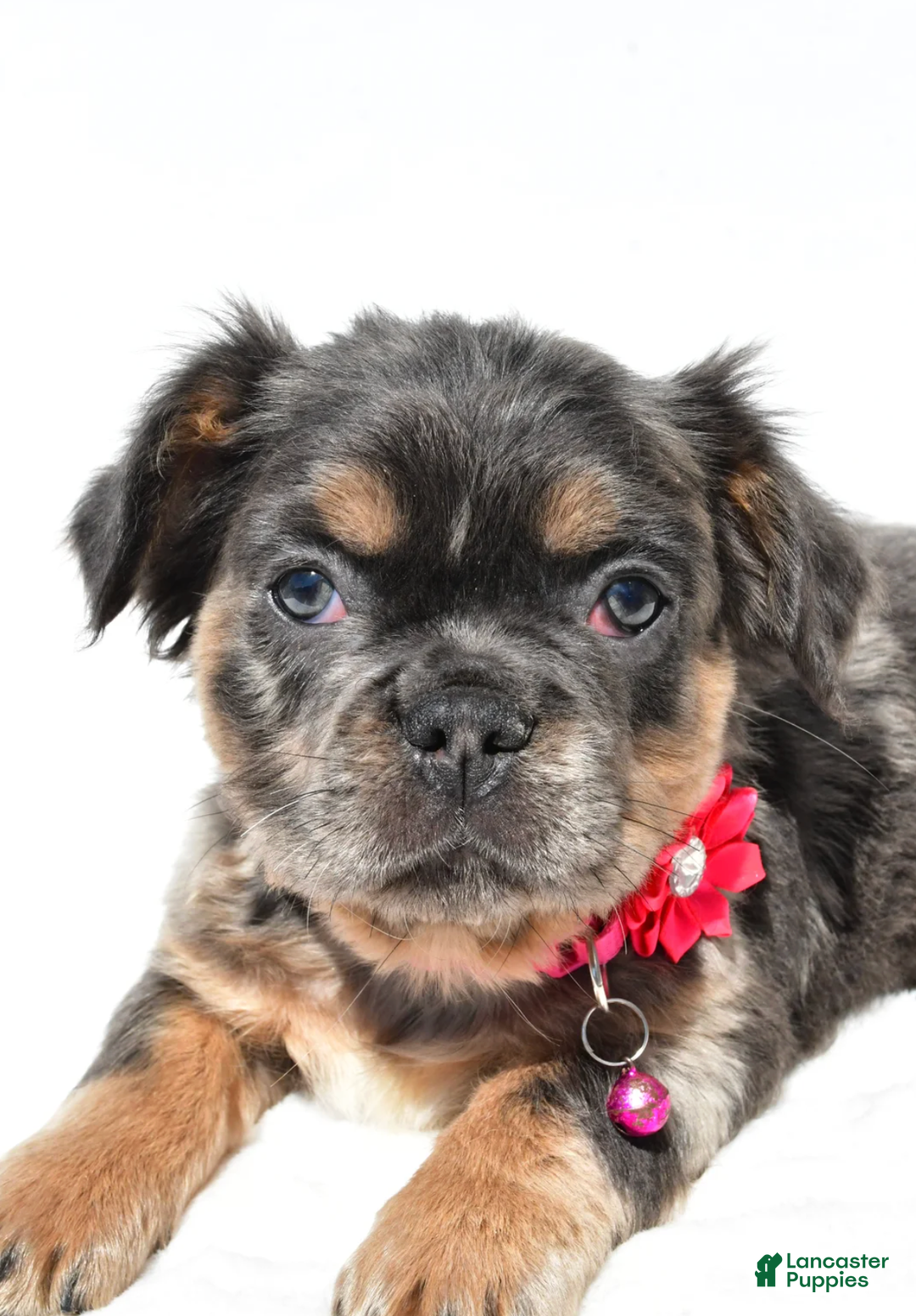 French Bulldog dogs for sale: Norma - Ad 6