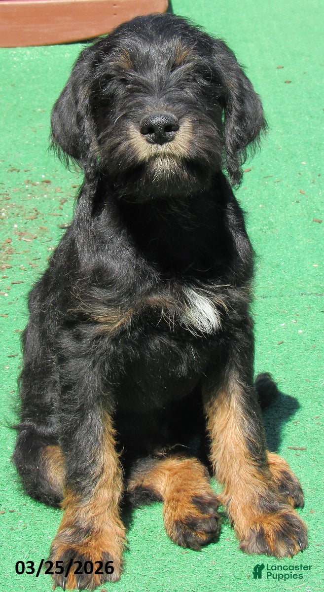 Labradoodle dogs Asher - Ad 1