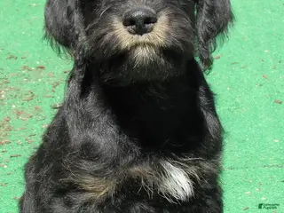 Labradoodle dogs for sale: Asher - Ad 3