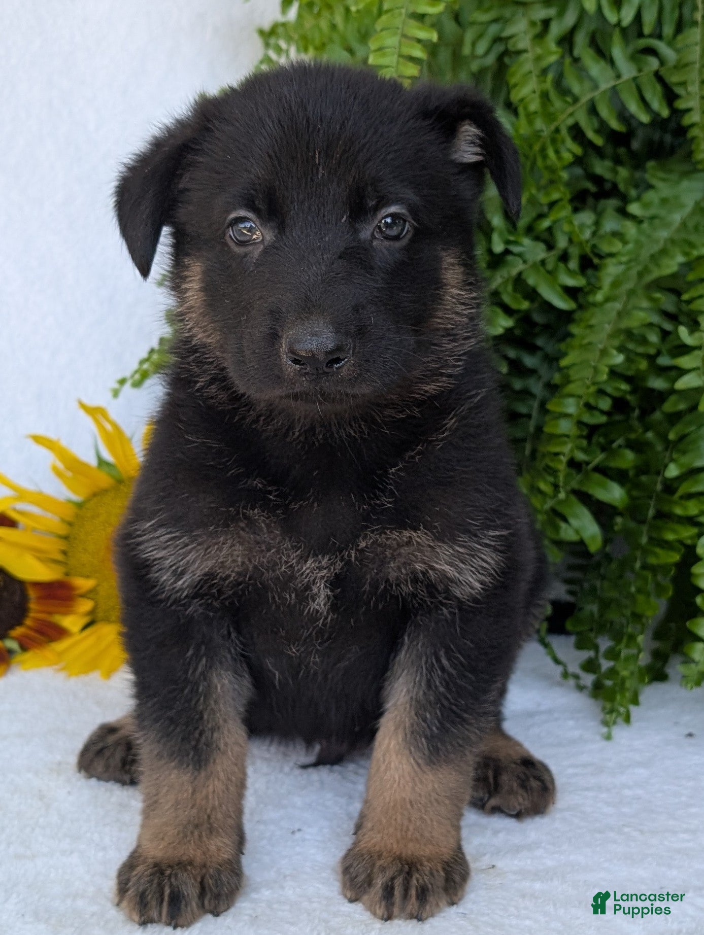 German Shepherd dogs Ben  - Ad 2