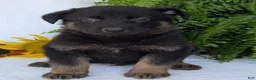 German Shepherd dogs for sale: Ben  - Ad 2