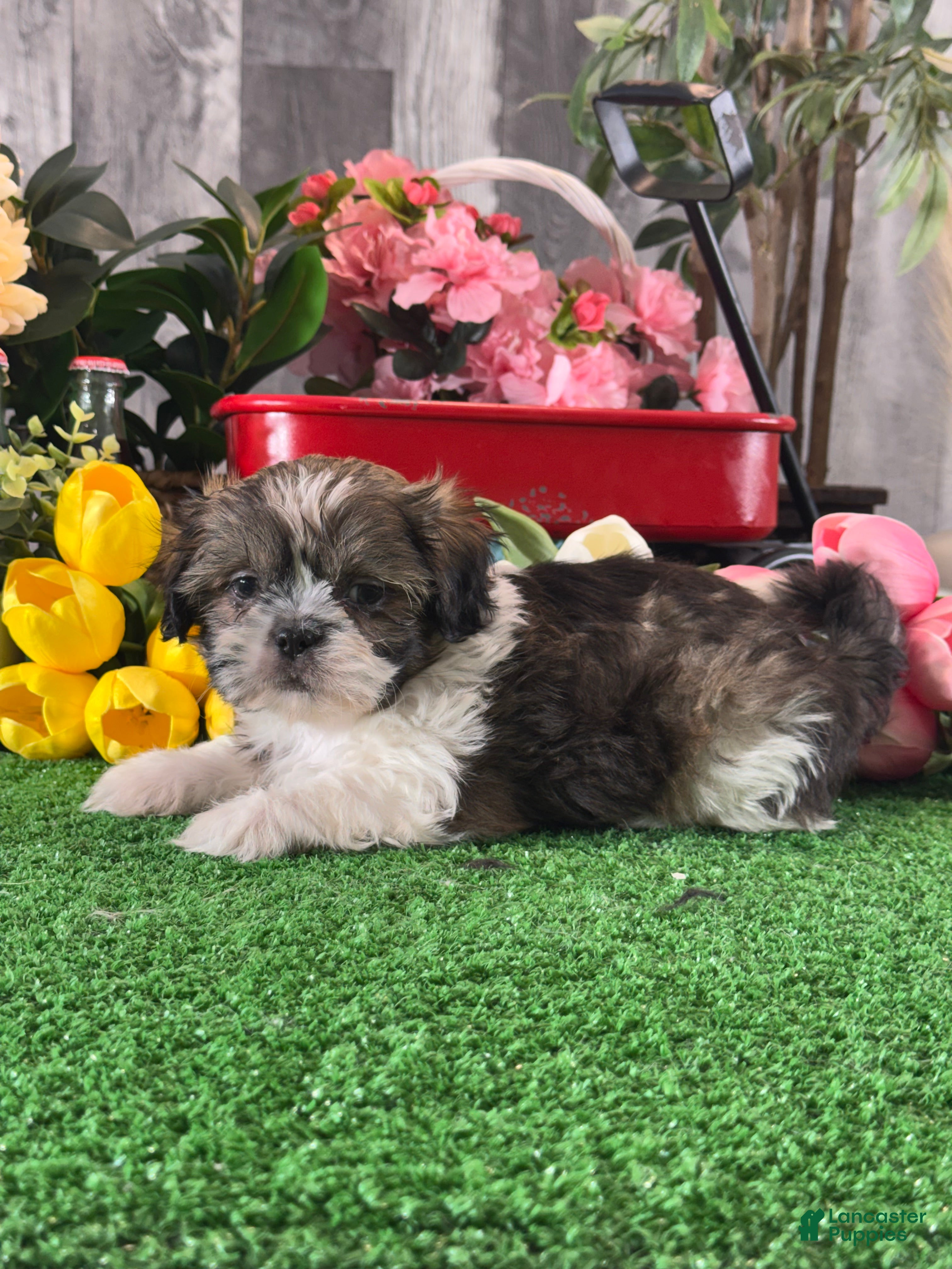 Shih Tzu dogs for sale: Sydney  - Ad 3