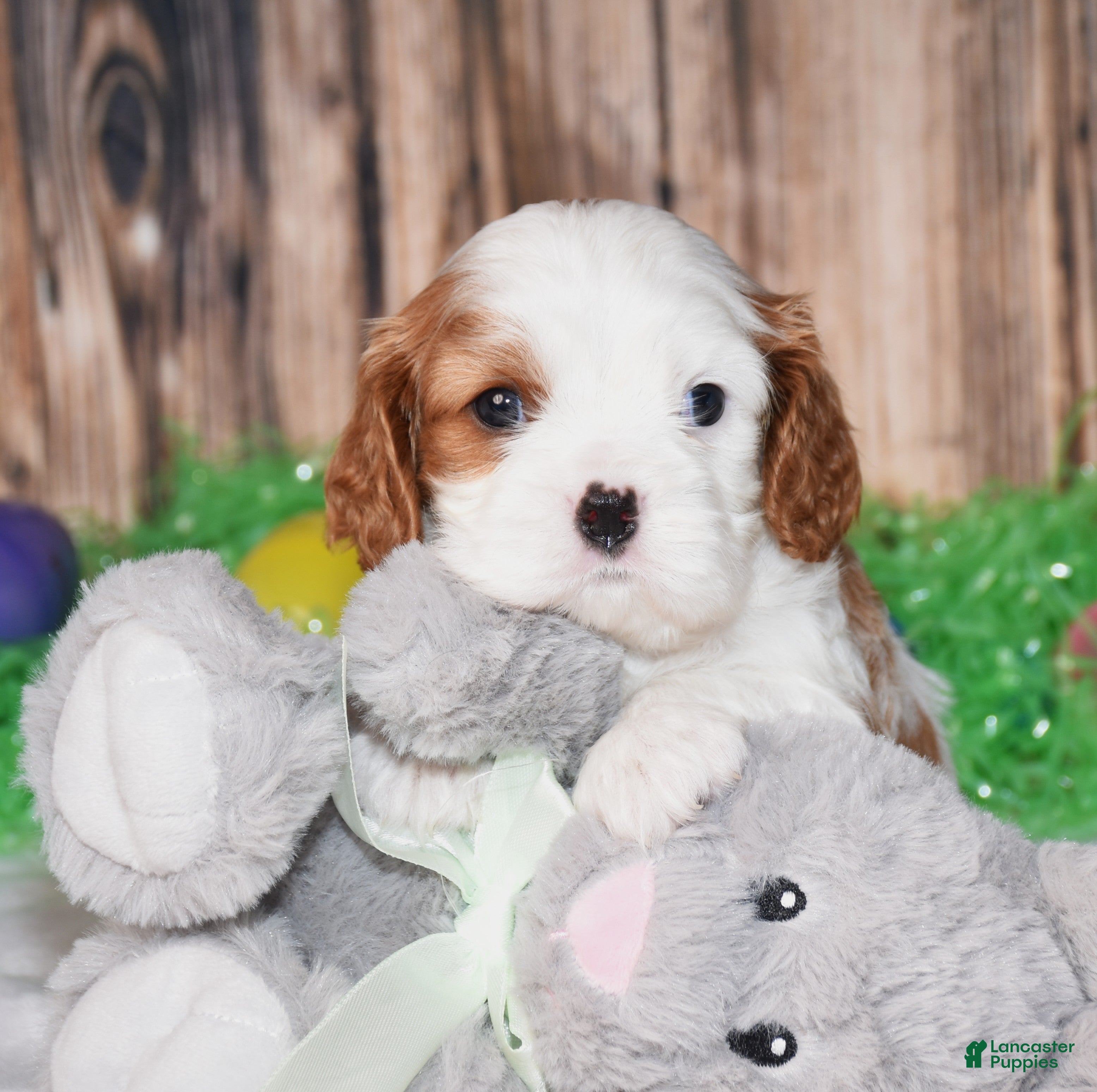 Cavalier King Charles Spaniel dogs Ninja - Ad 2