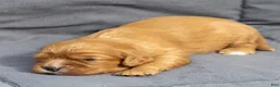 Cavalier King Charles Spaniel dogs for sale: Bonnie Cavalier King Charles Spaniel  - Ad 5