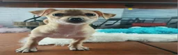 Chihuahua dogs for sale: Nationwide delivery. Popcorn yellow boy - Ad 2
