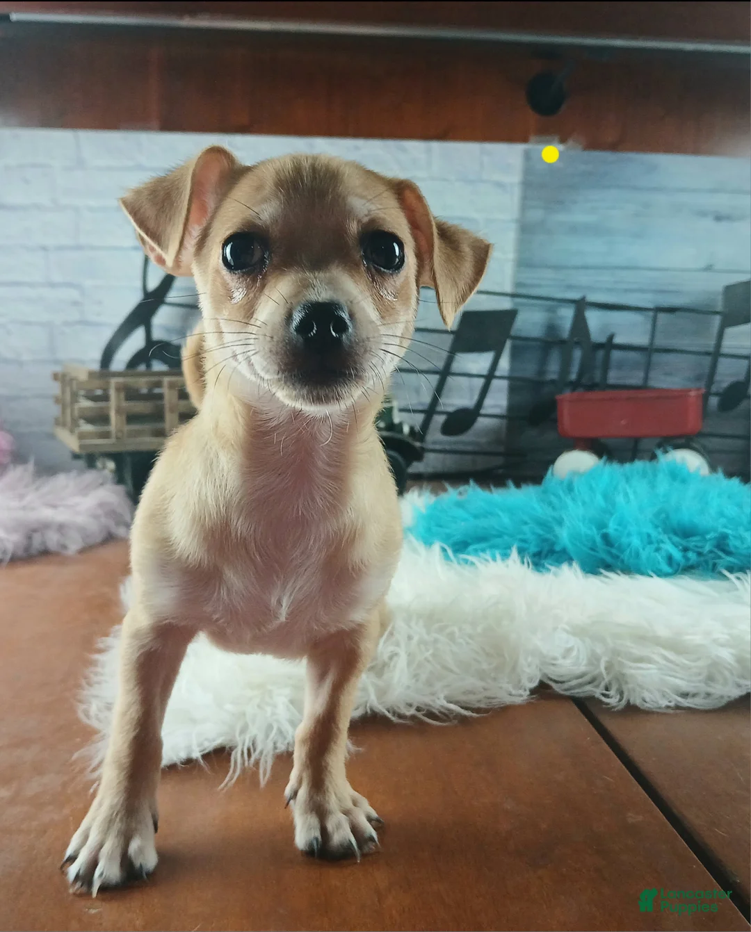 Chihuahua dogs for sale: Nationwide delivery. Popcorn yellow boy - Ad 2